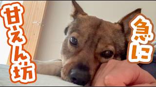 ママがいない日は態度が変わるチャーリーなんです…