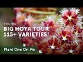 115 hoya tour with steves leaves  ep 296