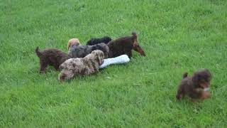 Miniature Poodle Puppies For Sale