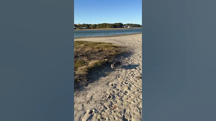 Watch the video about Squeaky munchkin/Bengal on the beach