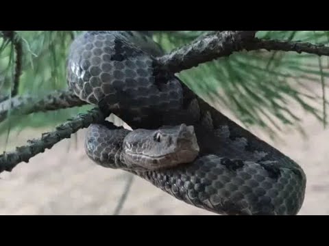 Video: Otrovanje Ugriza Jame Poskok Kod Mačaka