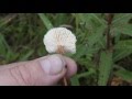 Шикарный гриб-приправа - Чесночник обыкновенный (лат. Mycetinis scorodonius)