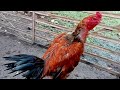 ayam pakhoy p3m6uπuh  jumpa ayam birma clipir di kebun