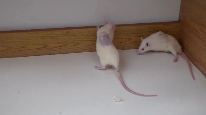 Restoration of Locomotion   Day 14