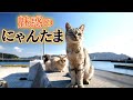 「にゃんたま」の撮影に密着