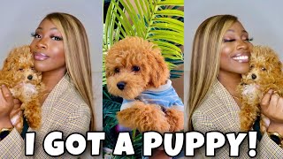 MEET MY PUPPY! | PICKING UP AND BRINGING HOME MY TOY POODLE DIOR