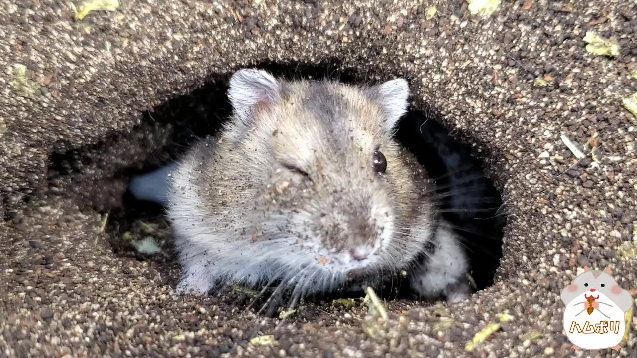 土飼育でウインクするジャンガリアンハムスター 土飼育 飼い方 かわいい ペット 小動物 Keeping Hamsters In The Soil Shorts Youtube
