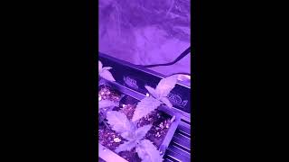 2023  indoor grow  16 days