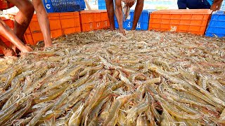 Macan  Produksi Udang Vannamei