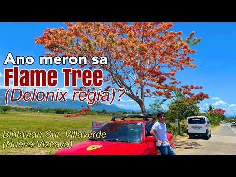 Fire Tree | Flame Tree | Bintawan Sur | Villaverde | Nueva Vizcaya