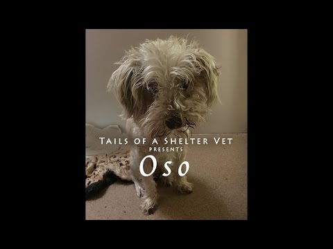 Oso - Tails of a Shelter Vet