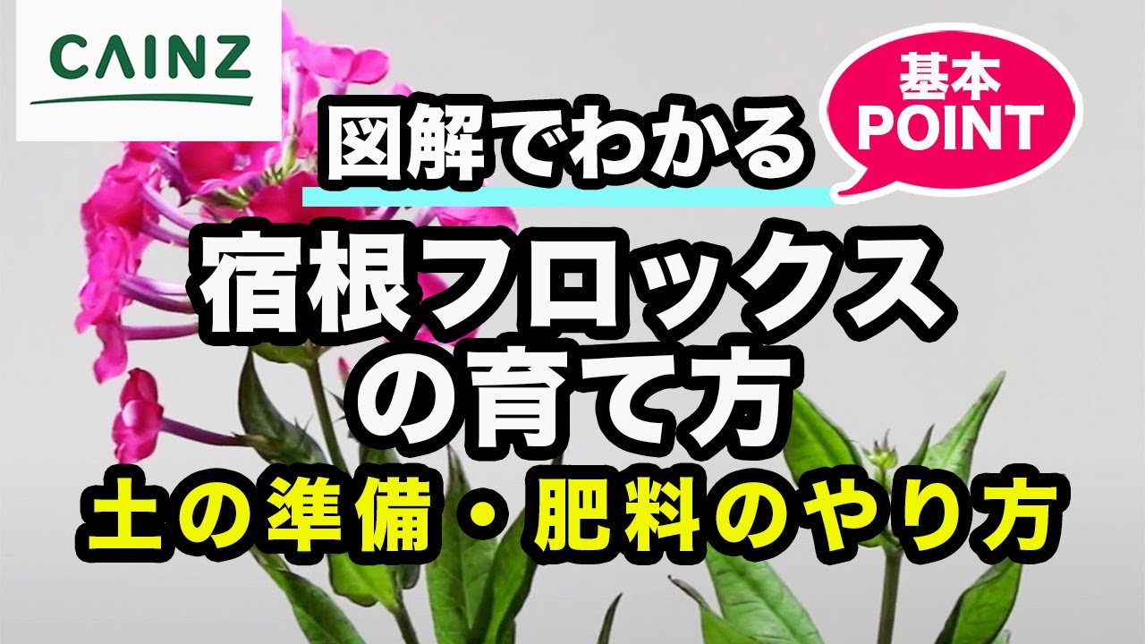 クサキョウチクトウ 宿根フロックス の育て方 花魁草 オイランソウ とも呼ばれる花 カインズ花図鑑 Youtube