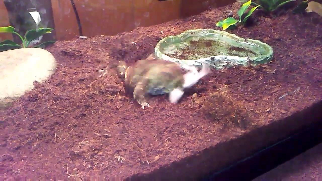 Pacman frog eating a fuzzy mouse. YouTube