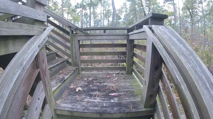 All's Quiet in Piney Grove Preserve (Sussex County...