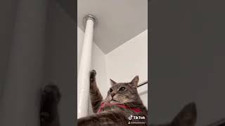 Meatball Montero Lil Nas X Cat Tiktok Viral