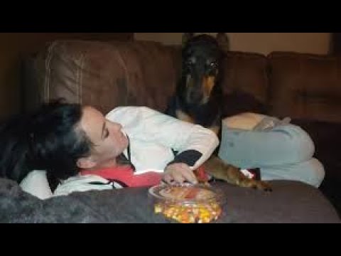 doberman-pinscher-throws-tantrum-for-halloween-candy