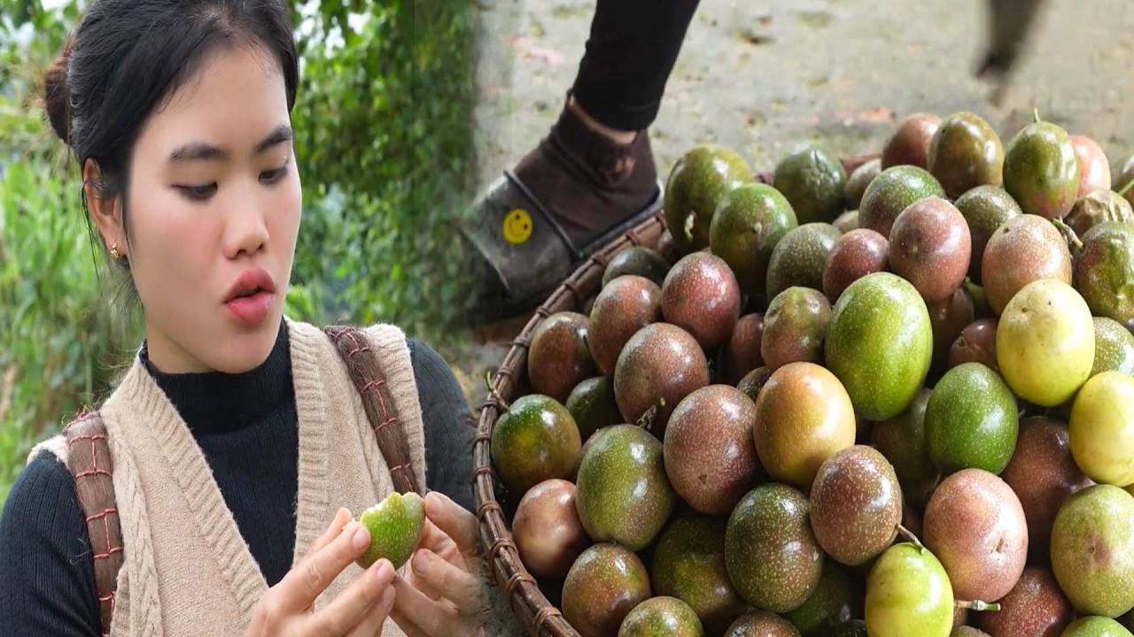 Harvesting passion fruit | Making jelly and other beverages to sell at the market | Trieu Thi Thu