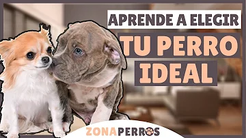 ¿Cuál es el primer perro ideal?