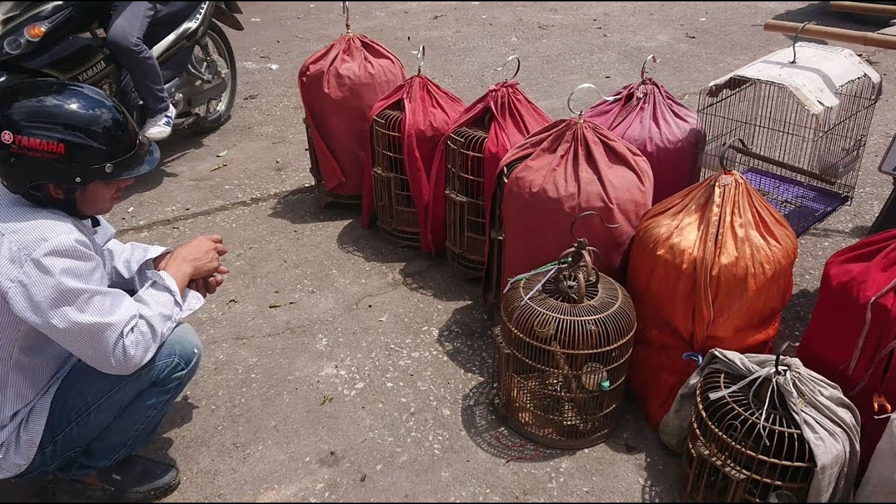 Bird Market In Vietnam - Vietnam Village