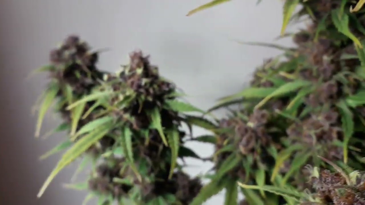 Sour Mike Skunk House Genetics Positronics Cannabis Indoor grow  Cannaboom