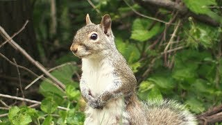 Little Chocolate Donut Squirrel