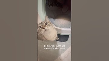 Say goodbye to daily poo scooping thanks to Litter Robot 4! @LitterRobot @ToothlessNugget