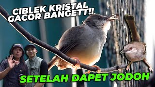 TEREKAM JELAS!! CIBLEK SUPER GACOR MERAYU BETINA  😱