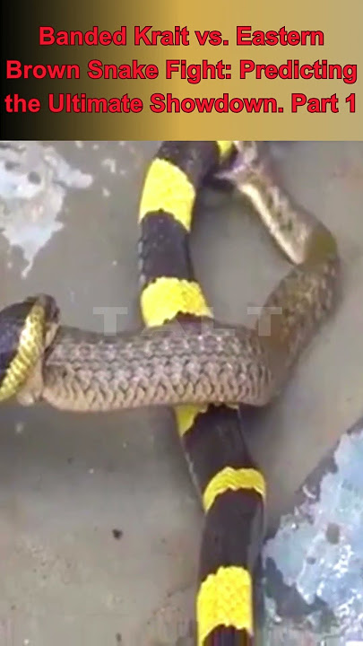 Banded Krait vs. Eastern Brown Snake Fight: Predicting the Ultimate Showdown.(Part 1)#snake #animals