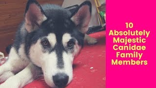 10 Absolutely Majestic Canidae Family Members