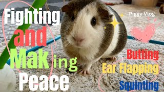 (Piggy Vlog) Fighting and Making Peace: Butting, Ear Flapping, and Squinting 20240325 EP48