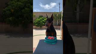 Smart Doberman Patience Challenge