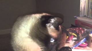 (В) Путь кошачьей любви лежит через желудок =^..^= СИАМСКИЕ КОШКИ (В) Путь кошачьей любви лежит через желудок =^..^= СИАМСКИЕ КОШКИ