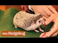 Wild Hedgehog Facts | Differences from the Porcupine, Echidna, and Tenrec in Madagascar | 刺蝟非洲野外生活