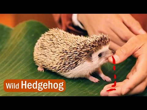Video: Differenza Tra Echidna E Hedgehog