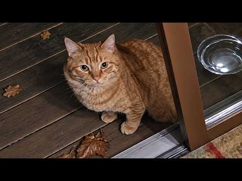 He Came to Empty His Late Mother's House… An Old Cat Was Still WAITING There