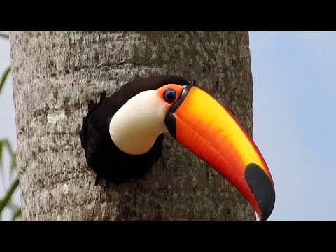 ЗАБАВНЫЕ 😄 И НЕВЕРОЯТНЫЕ ФАКТЫ О ТУКАНАХ 🐦 FUNNY and INCREDIBLE FACTS about TOUCANS @TOMYSEYE