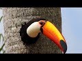 ЗАБАВНЫЕ 😄 И НЕВЕРОЯТНЫЕ ФАКТЫ О ТУКАНАХ 🐦 FUNNY and INCREDIBLE FACTS about TOUCANS / TOMY'S EYE