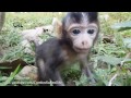 Life of monkeys Ep94,poor baby monkey,baby monkey try to walk,baby monke...