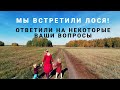 Встретили Лося по Дороге в Омск из Новосибирска. Семейное Автопутешествие по России. Едем в Омск