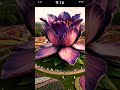 Giant mutated flower in the park #giant #huge #unique #funny #wow