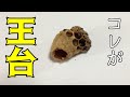 これが王台！美しい！カッコイイ！【日本ミツバチ養蜂】