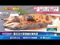 日本鯖魚短缺危機