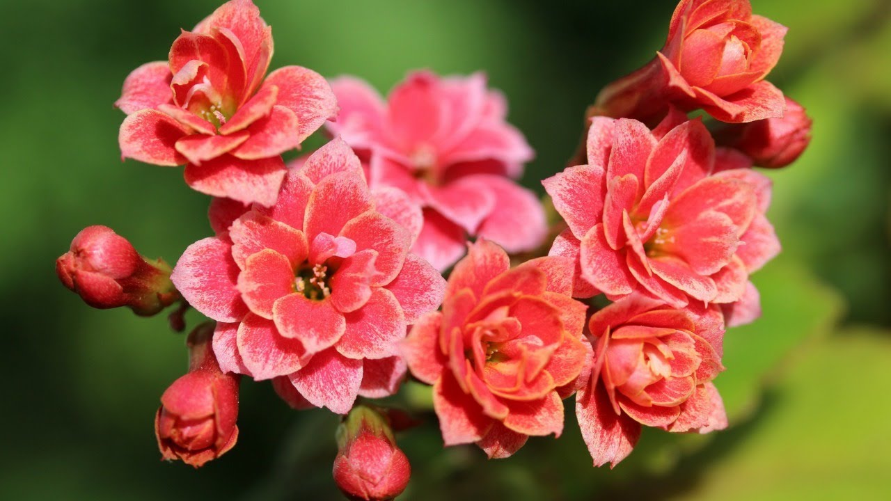 who to grow Kalanchoe 