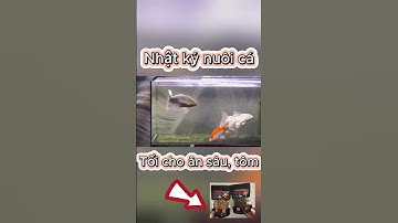 Quá trình phát triển của chú cá chép phi tần trắng - The development process of the butterflycarp