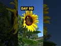 Grow SUNFLOWERS from Seed - 120 DAYS