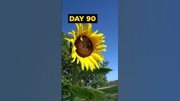 Thumbnail of Grow SUNFLOWERS from Seed - 120 DAYS