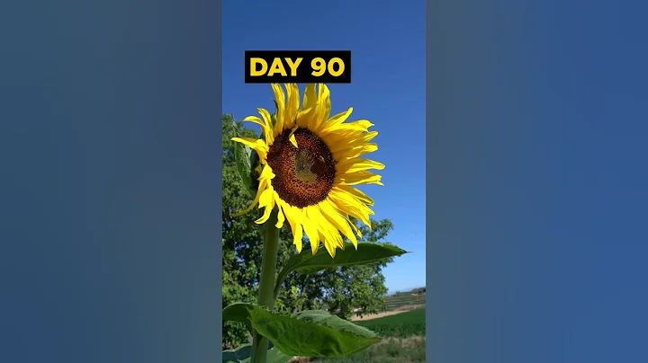 Grow SUNFLOWERS from Seed - 120 DAYS - DayDayNews