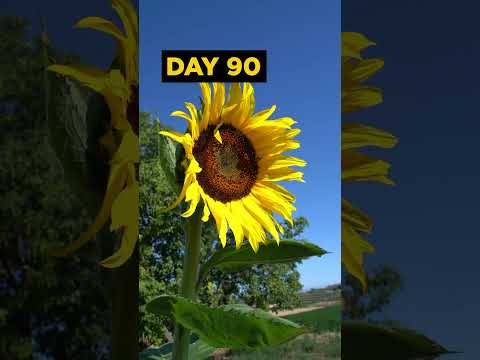 Video: Swamp Sunflower Info - Tips til at plante sumpsolsikker i haven