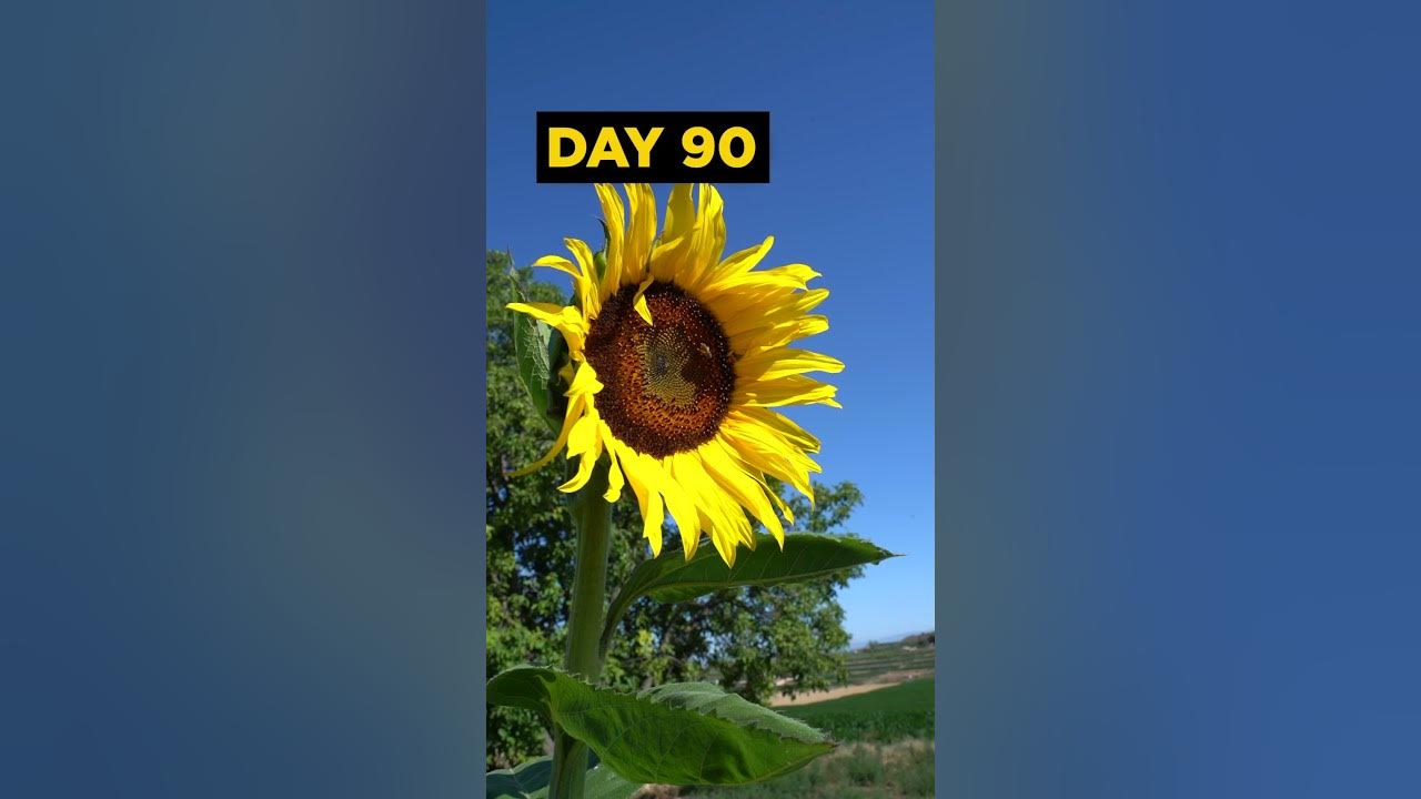 Grow SUNFLOWERS from Seed - 120 DAYS