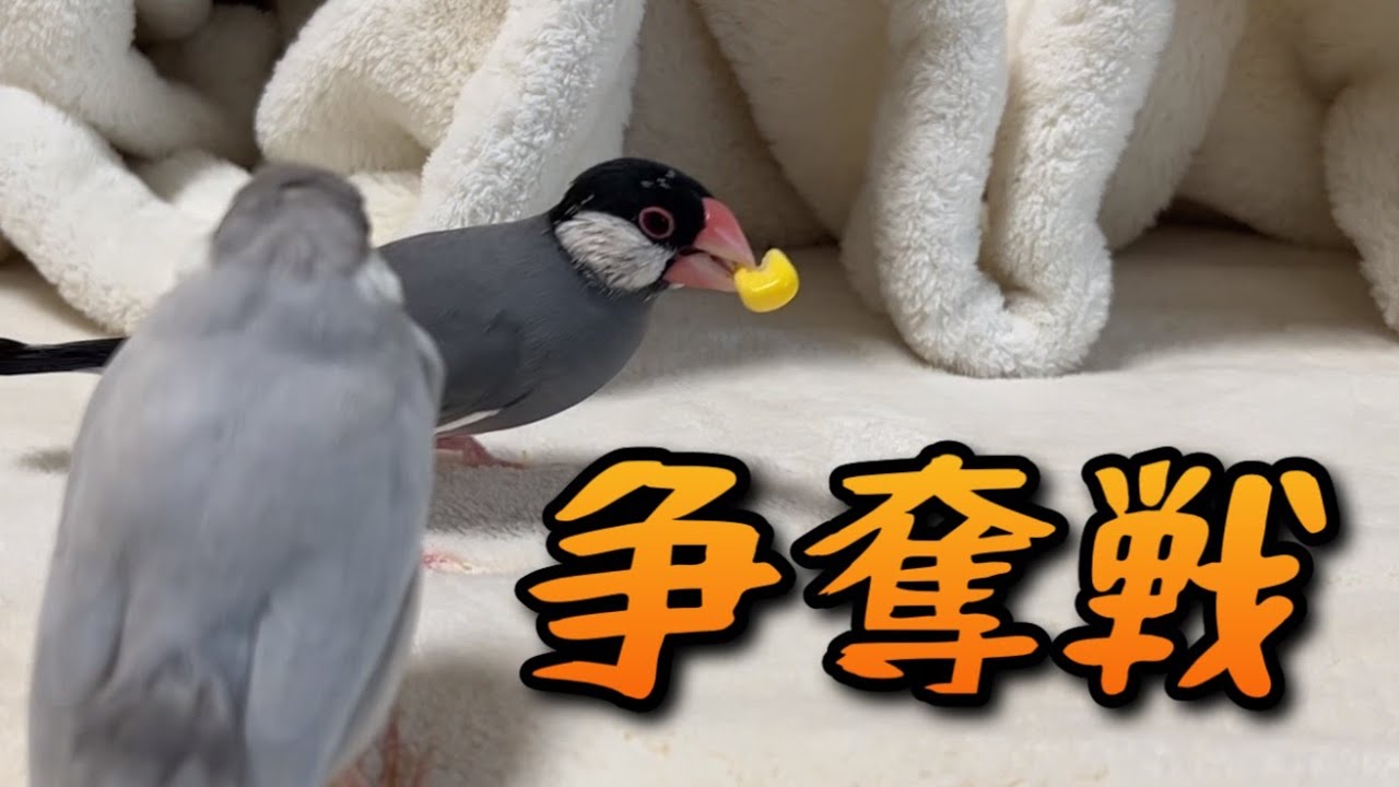文鳥達にとうもろこしをあげると争奪戦になる - YouTube